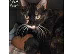 Adopt Mommy Lu a Domestic Short Hair