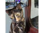 Adopt Badger a Domestic Medium Hair