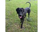 Adopt Tapioca a Great Dane