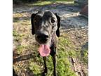 Adopt Puddin a Great Dane