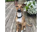 Adopt Hopey a Mixed Breed