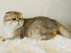 Scottish Fold Male