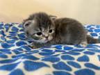 Doll Face Persian