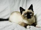 Snowshoe Siamese Kitten