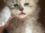 Maine Coon Kittens