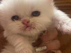 Persian Kittens