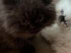 Brown Kitten Persian