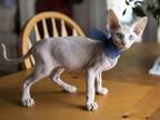 Sphynx Kitten