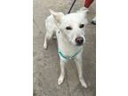 Adopt Sasha a Australian Cattle Dog / Blue Heeler, Shepherd