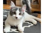 Adopt Roxi a Domestic Long Hair