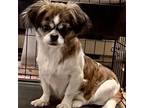 Adopt Chloe a Shih Tzu