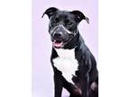 Adopt Montana a Pit Bull Terrier