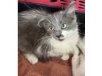Adopt Marra a Domestic Long Hair