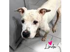 Adopt Linda a Mixed Breed, American Staffordshire Terrier
