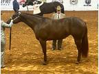 Exceptional Appaloosa mare