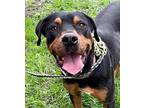 Adopt Rumble a Rottweiler / Terrier (Unknown Type, Small) / Mixed dog in