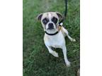 Adopt Beyonce a Pug, Mixed Breed