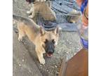 Adopt Emerald a Australian Shepherd