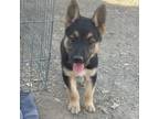 Adopt Titan a Australian Shepherd