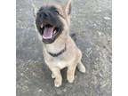 Adopt Topaz a Australian Shepherd