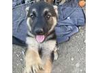 Adopt Sapphire a Australian Shepherd