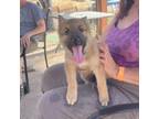 Adopt Coral a Australian Shepherd