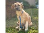 Adopt Hazel a Shepherd, Terrier
