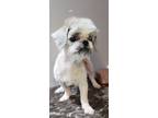 Adopt Callie a Shih Tzu