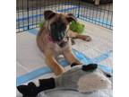 Adopt Daisy a German Shepherd Dog, Mixed Breed