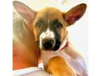 Adopt Tulip a German Shepherd Dog, Mixed Breed
