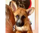 Adopt Violet a German Shepherd Dog, Mixed Breed