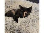 Adopt Tempura a Domestic Short Hair