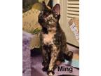 Adopt Ming a Domestic Short Hair