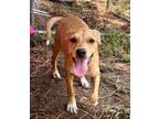 Adopt Daisy a American Foxhound, Dachshund