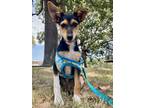 Adopt Piper a Rat Terrier