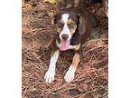 Adopt Blossom a American Foxhound, Beagle