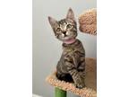 Adopt Atlas a Domestic Short Hair
