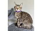 Adopt Astra a Domestic Short Hair