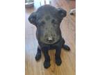 Adopt Cleo a Labrador Retriever