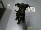 Adopt Luna a Labrador Retriever