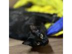 Adopt Arketa a Domestic Long Hair