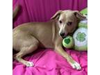 Adopt Kaiya a Whippet
