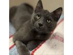 Adopt Patriot a Domestic Short Hair