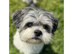 Adopt Churro a Shih Tzu