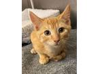 Adopt Simba(Petsmart) a Domestic Short Hair