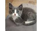 Adopt Handsome a Domestic Medium Hair
