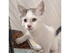 Adopt Jumanji a American Shorthair