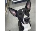 Adopt Alan a Border Collie, Mixed Breed