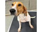Adopt Copper a Coonhound