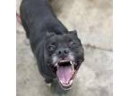 Adopt Sharky a American Staffordshire Terrier